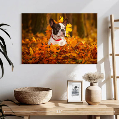 French Bulldog In Autumn Park