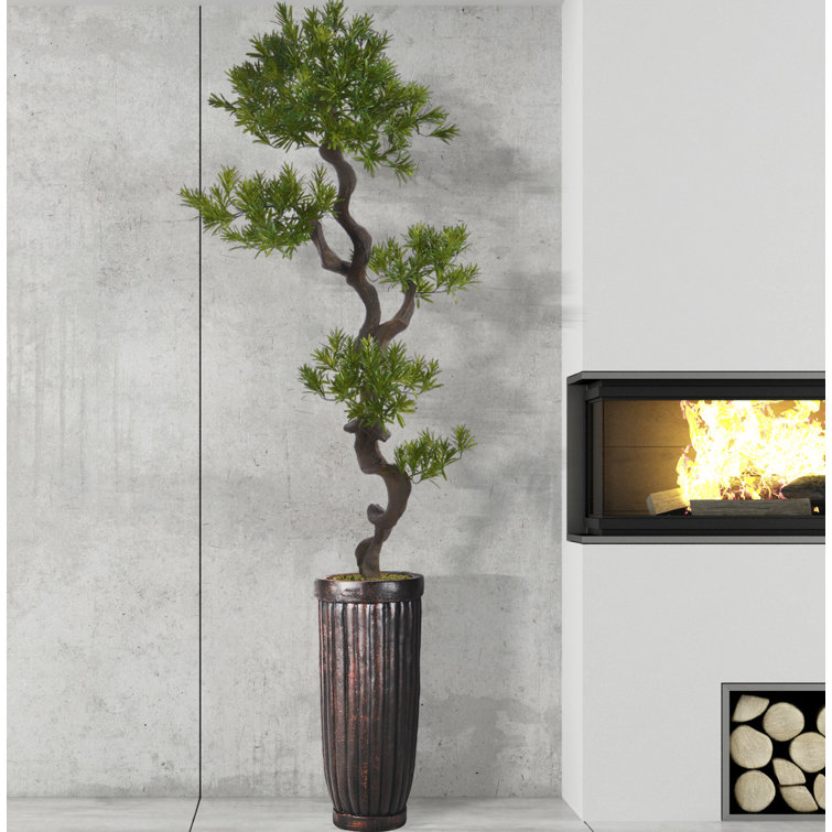 Panama Floor Yacca Tree in Planter