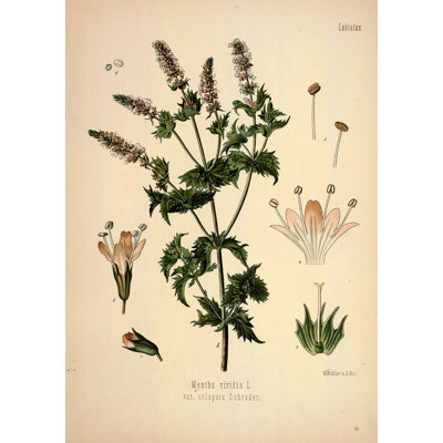 Botanical 46