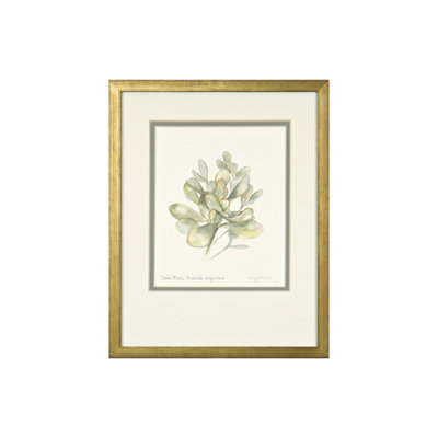 Jade Plant Crassula Argentea Print by Daughdrill