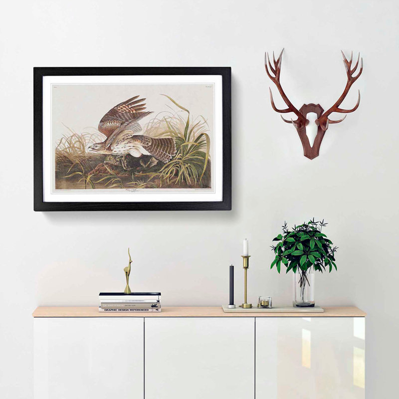 Winter Hawk by John James Audubon - Framed Print, 36cm H x 48cm W x 2cm D, Black Framed