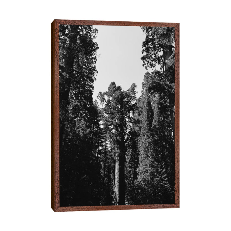 Sequoia National Park XII by Bethany Young - Print on Canvas, Classic Brown Wood Framed, 101.6cm H x 66.04cm W x 3.81cm D