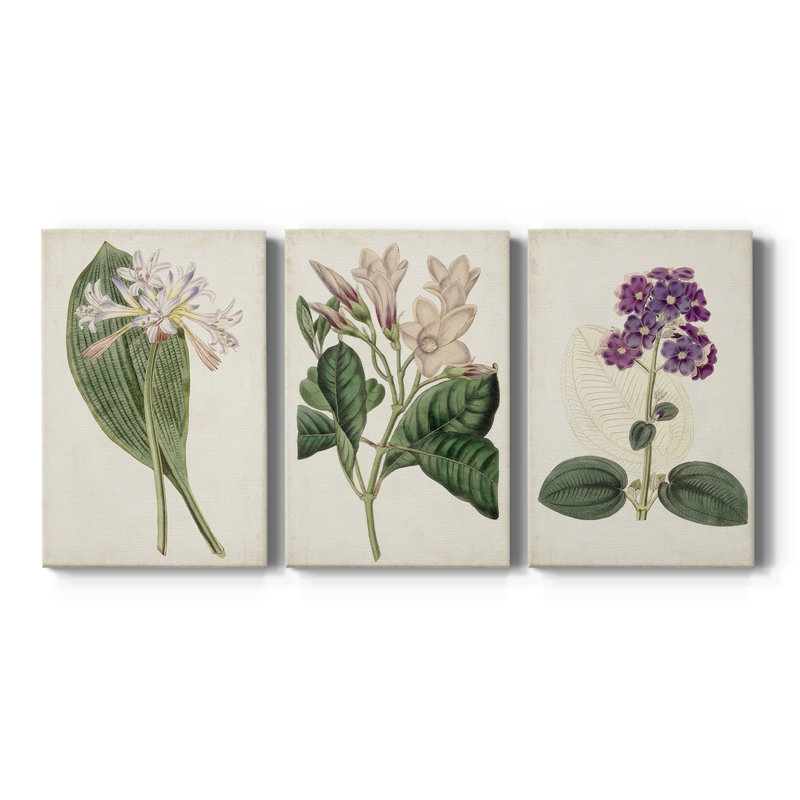 Antique Botanical Collection IV - Toile tendue avec châssis sur mesure - 3 pièces, H 12 po x l 24 po