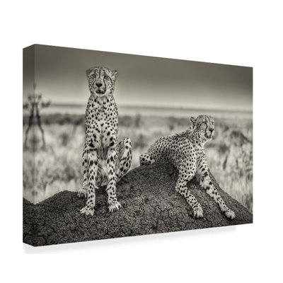 « two cheetahs watch out », reproduction de photo sur toile tendue