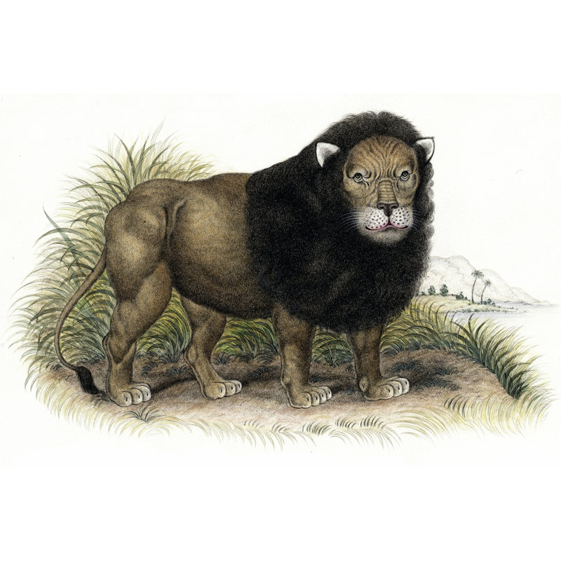 On FAP Lion From India II - Wrapped Canvas Print, 51cm H x 76cm W x 3.8cm D