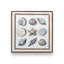 «Beach Shells I» par Elizabeth Tyndall, reproduction d'art-1471015094-1471015089-1471015090