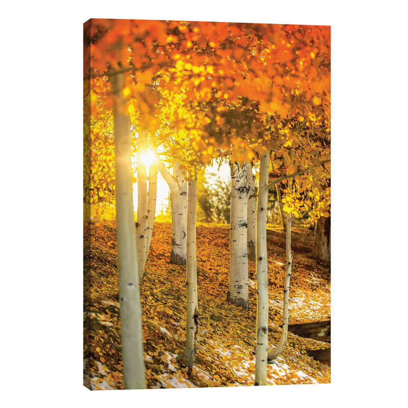 Sunburst Through The Aspens - Wrapped Canvas Print, 66.04 cm H x 45.72 cm W x 1.91 cm D