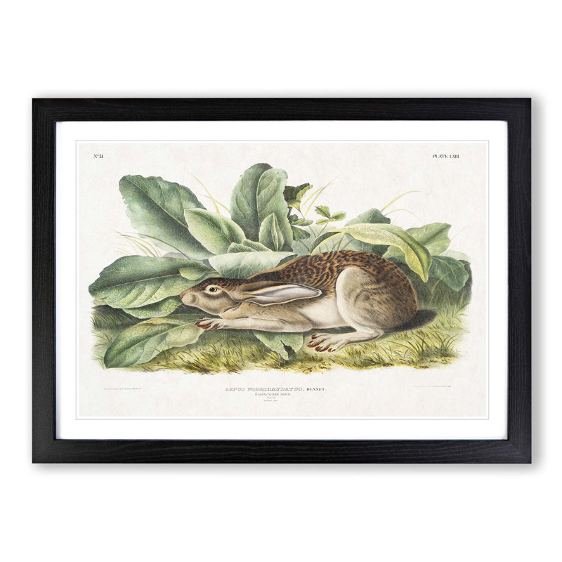 Black-Tailed Hare by J.W. Audubon - Framed Print, Black Framed, 36cm H x 48cm W x 2cm D