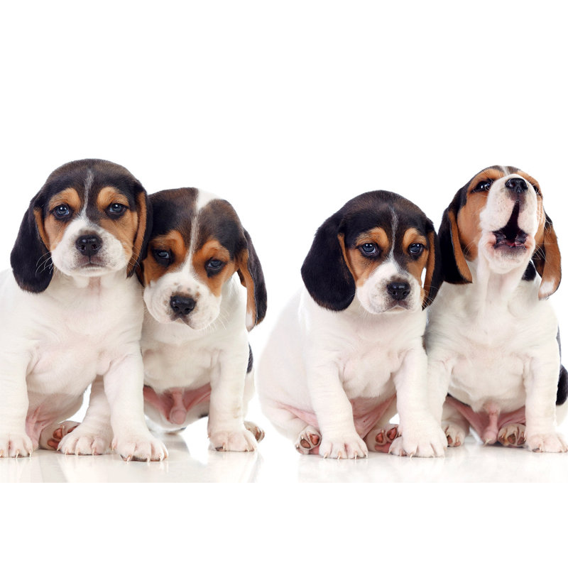 Adhésif mural pelez et collez - Chiots mignons, L 110 po x l 154 po
