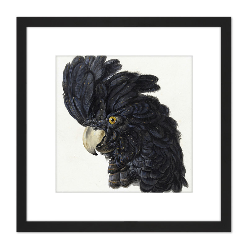 Head Cockatoo Parrot Bird by Schouman - Single Picture Frame Painting
