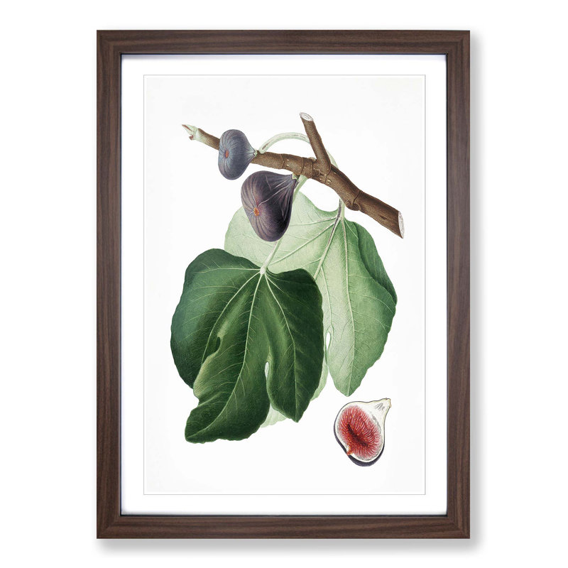 Black Fig Tree by Giorgio Gallesio - Picture Frame Art Print, Walnut Framed, 65cm H x 48cm W x 2cm D