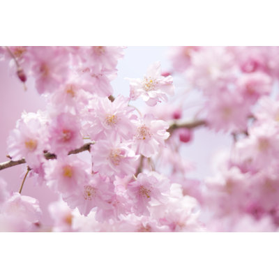 Weeping Cherry Tree by Y-studio - Wrapped Canvas Print