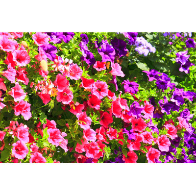 Geranium Flowers 1 Piece Wrapped Canvas Wall Art