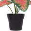 8 plantes