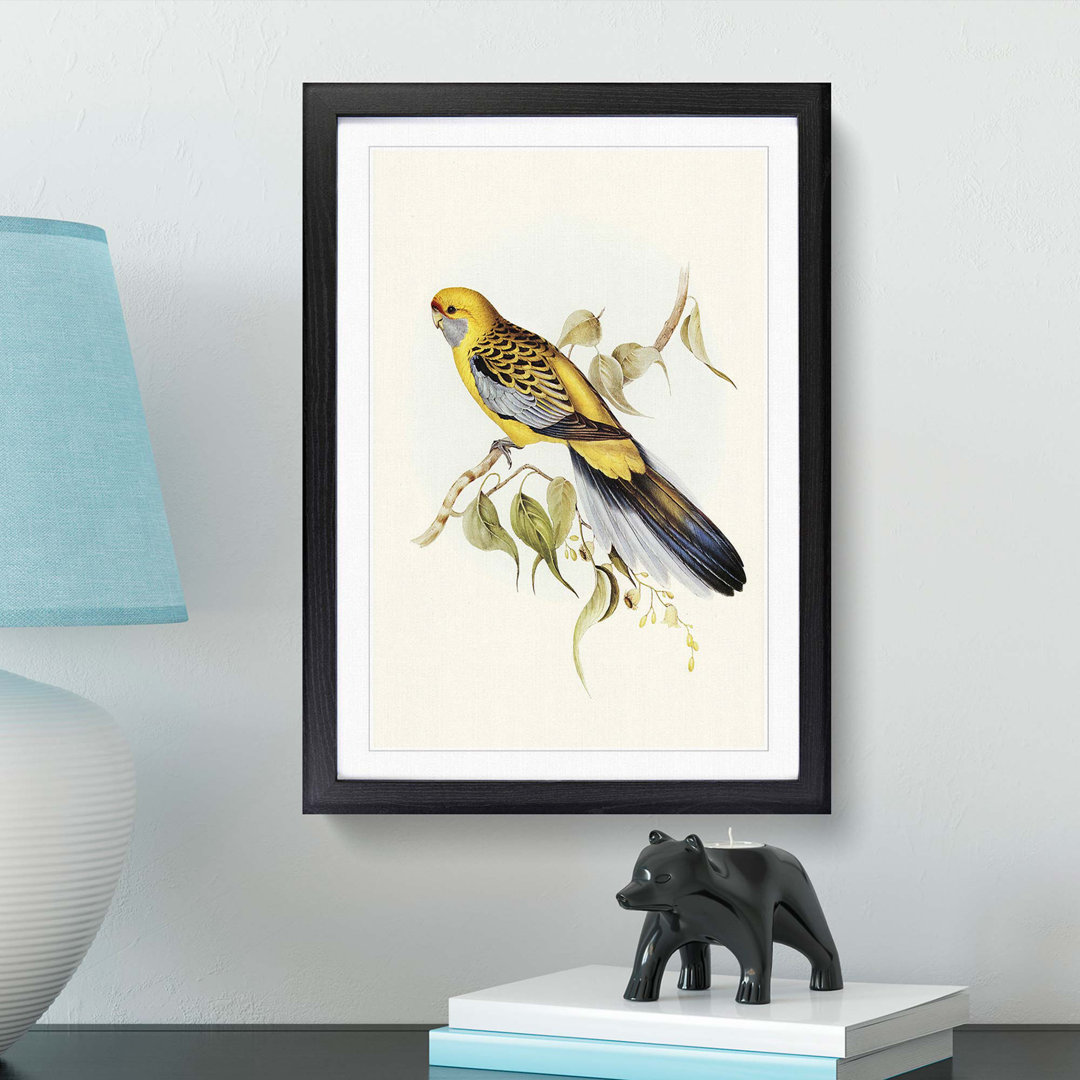 Yellow-Rumped Parakeets by Elizabeth Gould - Picture Frame Art Print