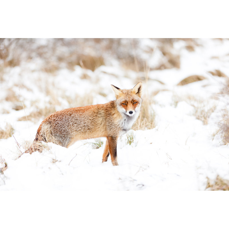 Fox In Environment - Wrapped Canvas Print, 30cm H x 46cm W x 3.8cm D