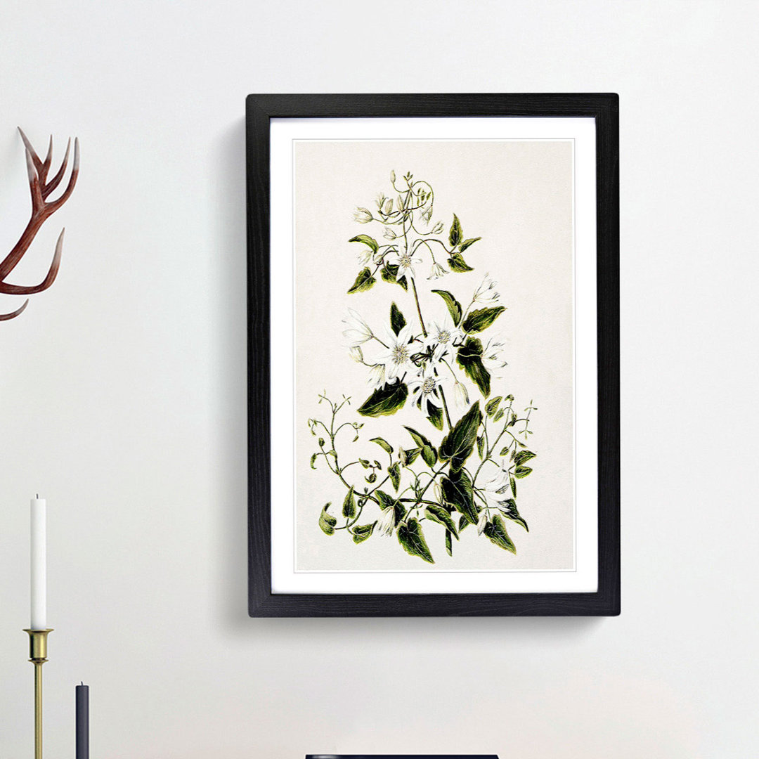 Clematis Flowers by Sarah Featon - Picture Frame Painting Print
