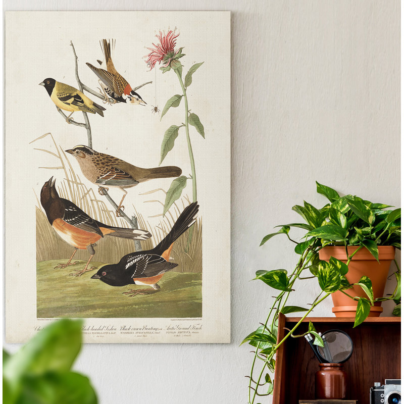 Pl 394 Finch couleur châtaignier - reproduction sur toile tendue, H 27 po x l 18 po x P 1 po