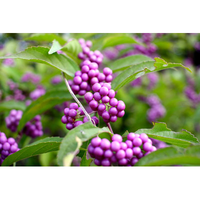 " Closeup Of Beautyberry "