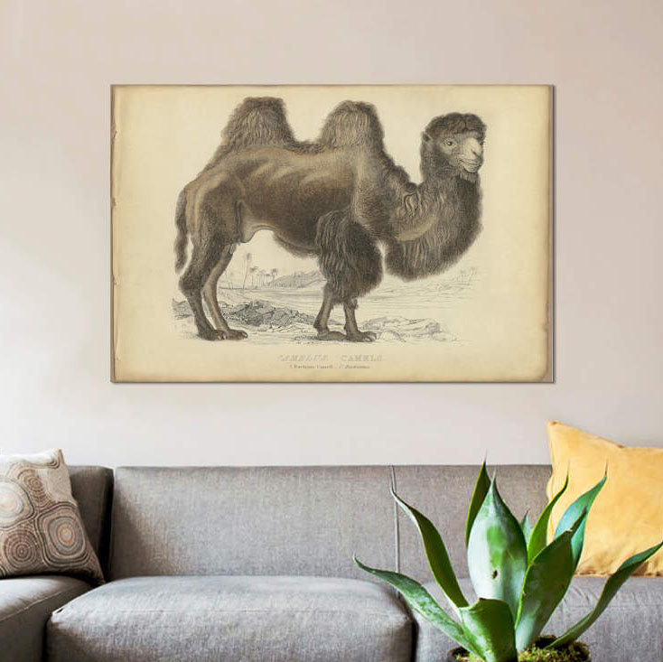 « mixte bactrian », reproduction sur toile, H 8 po x l 12 po x P 0,75 po, Pas de tapis, Toile tendue