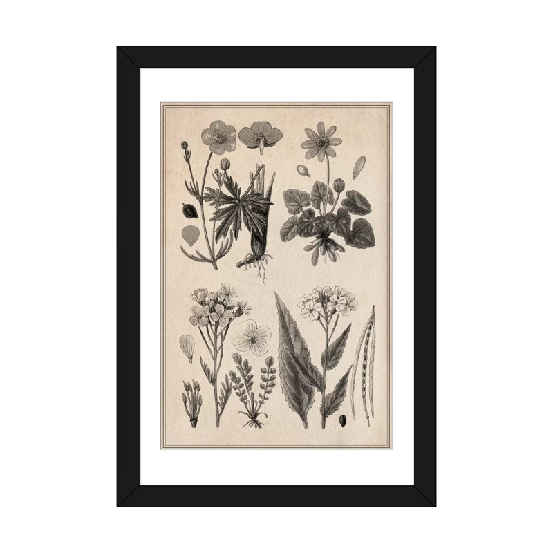 «New British Herbal Sketch», impression sur toile, H 24 po x l 16 po x P 1 po, Papier d'art encadré noir, Blanc