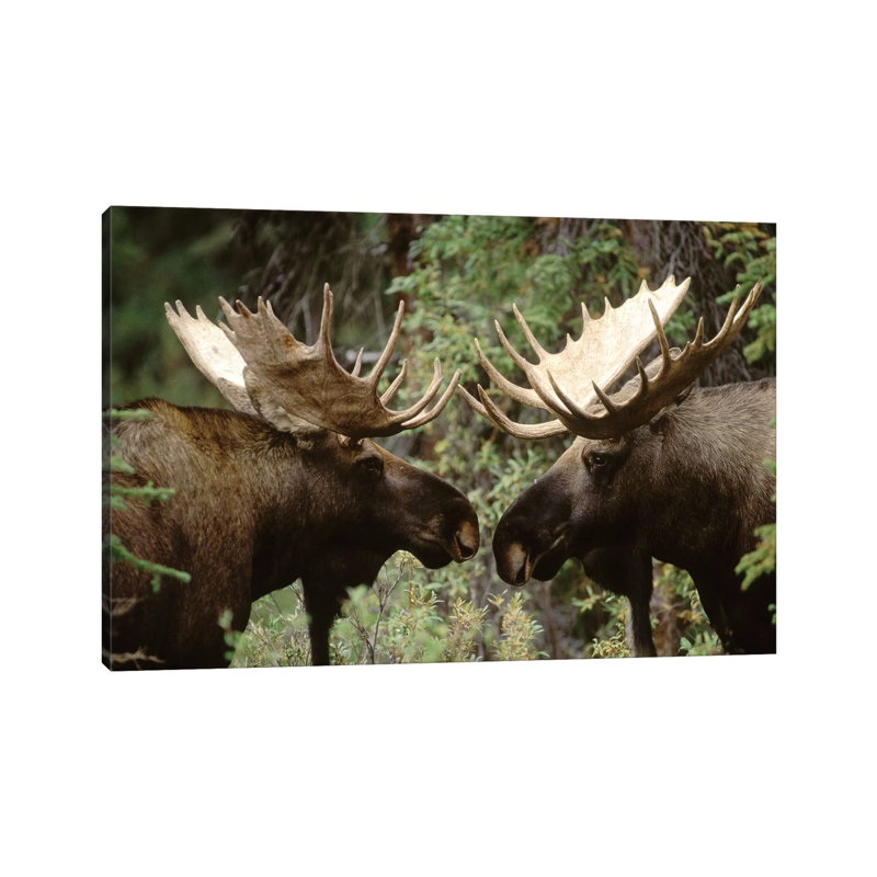 Alaska Moose Pair of Males Confronting Each other in the Fall, Alaska 1 Piece Wrapped Canvas Wall Art