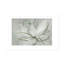 Transparent Transparent III - Sauge-530773756-530773754