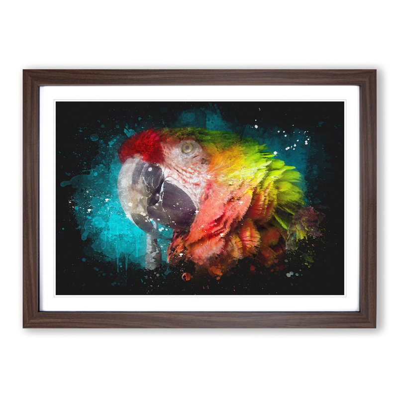 Rainbow Macaw Parrot - Picture Frame Graphic Art, Walnut Framed, 33cm H x 45cm W x 2cm D