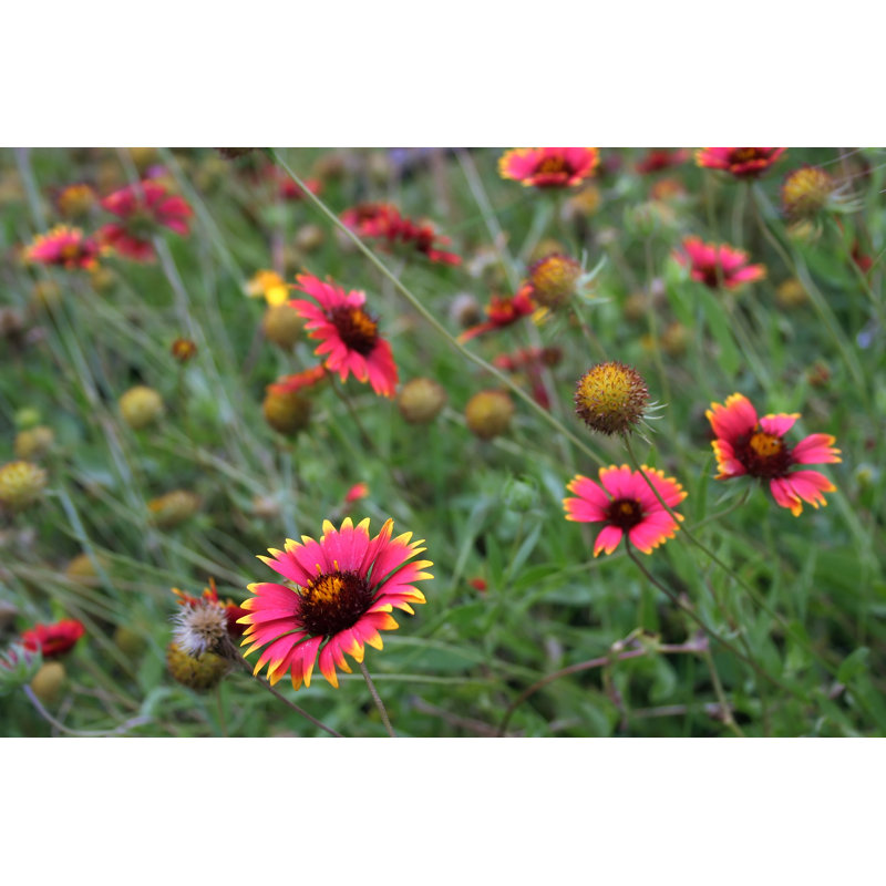 Wildflowers In A Texas Field by StoryTeller - Print, 20cm H x 30cm W x 3.8cm D