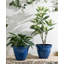 Ensemble de 2 pots à fleurs ronds en céramique artificielle bleu cobalt 15,5 "-995547849-995547891