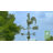 H Metal Animals Weathervane-29251984-105789265