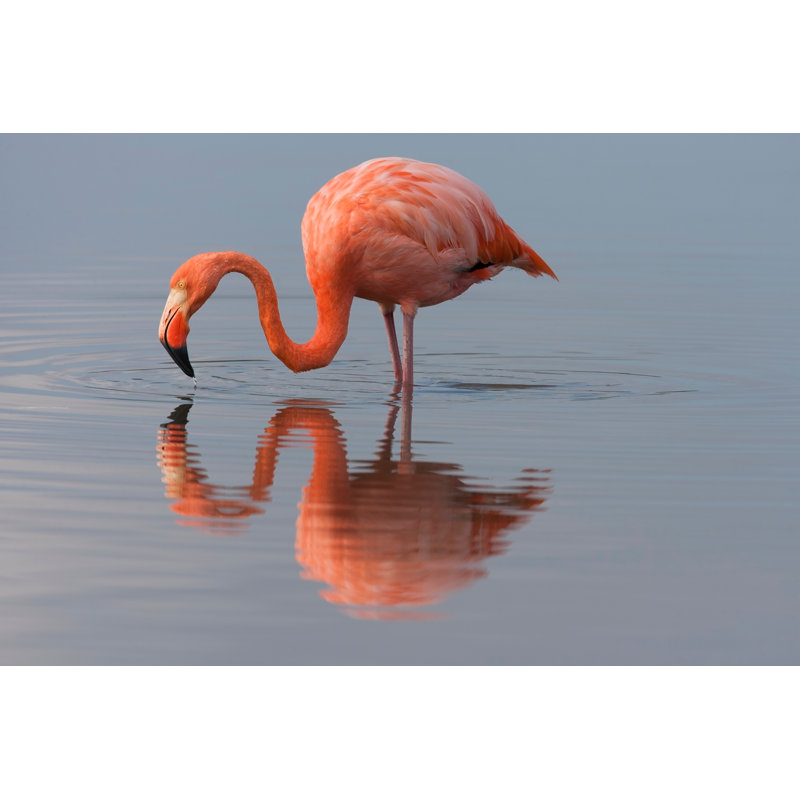 American Flamingo by MichaelStubblefield - Wrapped Canvas Print, 81cm H x 122cm W