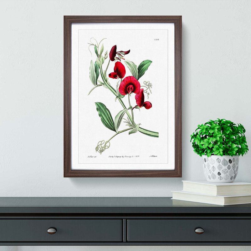 Red Tangier Pea Flowers - Framed Print, Walnut Framed, 48cm H x 36cm W x 2cm D