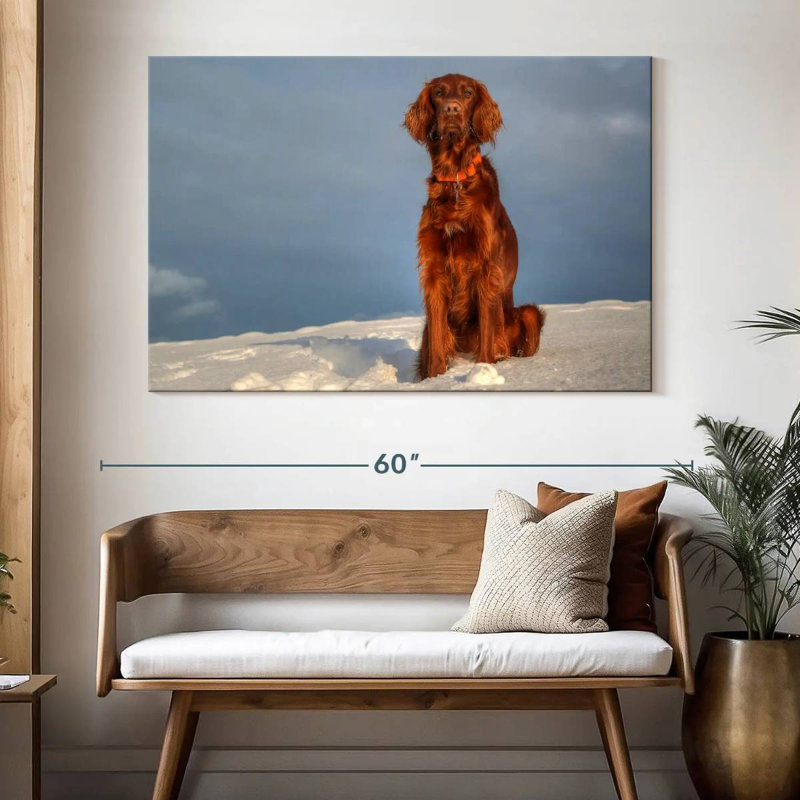 Setter irlandais Brampt sur neige, H 34 po x l 51 po