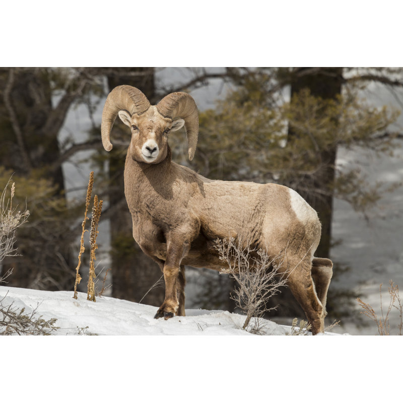 «Big Horn Ram» par Mtnmichelle - photographie sur toile tendue, H 8 po x l 12 po