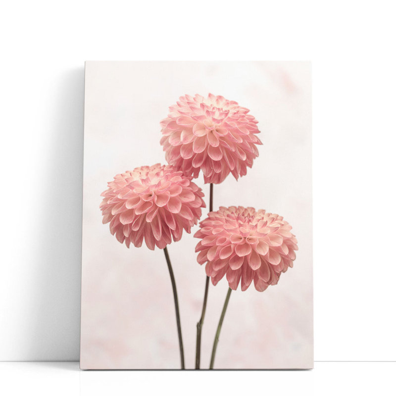 Trois fleurs de dahlia sur fond blanc - reproduction d'art sur toile, H 60 po x l 45 po