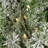 Faux Lighted Pine 60'' Wreath
