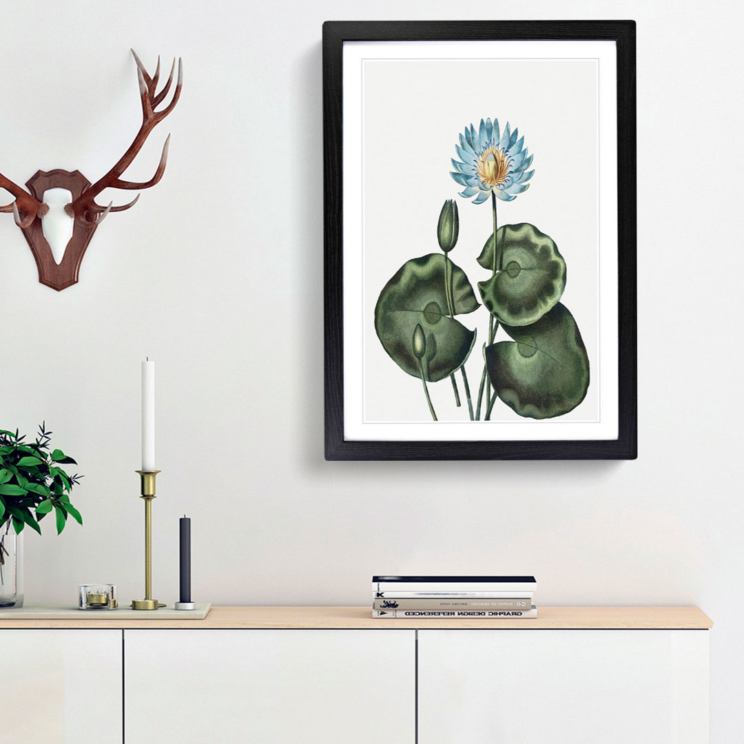 A Blue Egyptian Water Lily by R.J. Thornton - Framed Print
