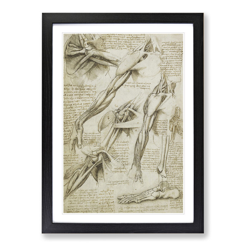 Human Anatomy Vol.1 by Leonardo Da Vinci - Picture Frame Drawing, 65cm H x 48cm W x 2cm D, Black Framed