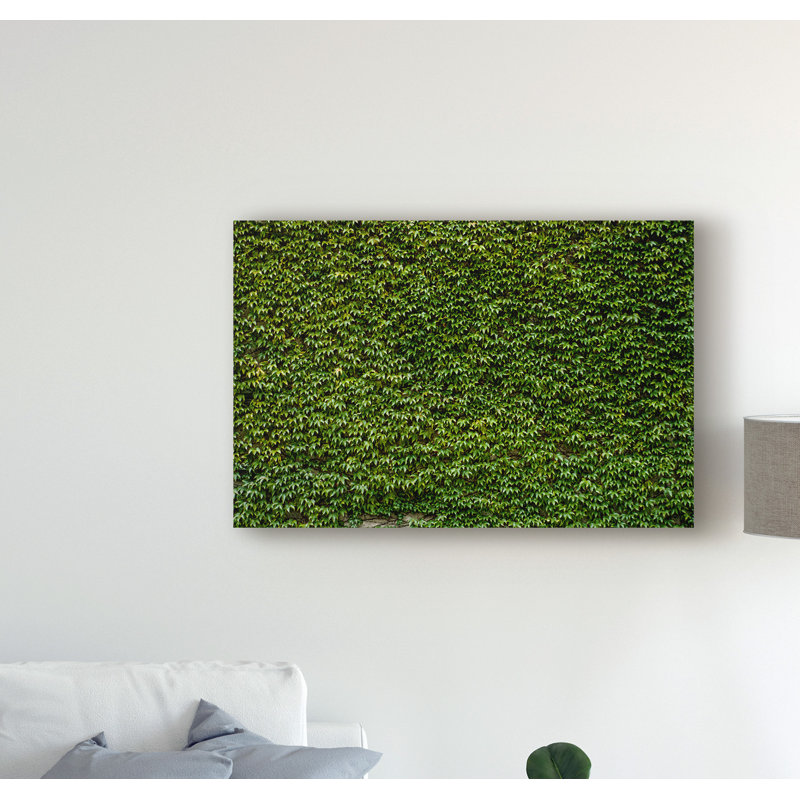 « green ivy leaves wall 1 », reproduction de photo sur toile tendue, H 12 po x l 19 po x P 2 po