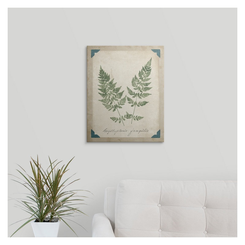 «Vintage Ferns VII», impression, H 48 po x l 38 po x P 1,5 po, Toile