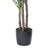 Artificial Green Yucca Tree in Black Planter Pot-85321092