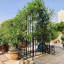 Arche de jardin en métal avec barrière avec jardinière W80.71 * H97.24