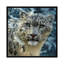 Snow leopard, carré-35538131-72409137-72409142