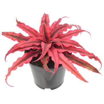 Arcadia Garden Products Cryptanthus Live Earth Star Plant in Nursery Pot