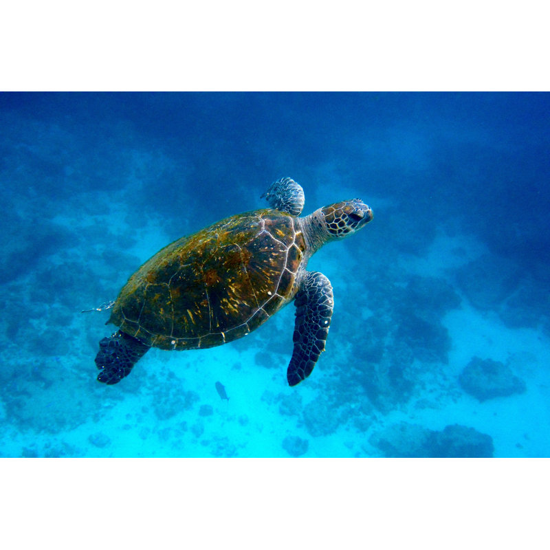 Turtle Swimming Left To Right by Searsie - Wrapped Canvas Print, 30cm H x 46cm W