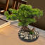 Bonsai artificiel de bureau