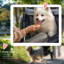 Foldable Pet Jogger Stroller