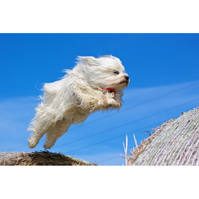 «J Jump Havese» par Buchsammy - Photographie sur toile tendue, L 12 po x H 8 po