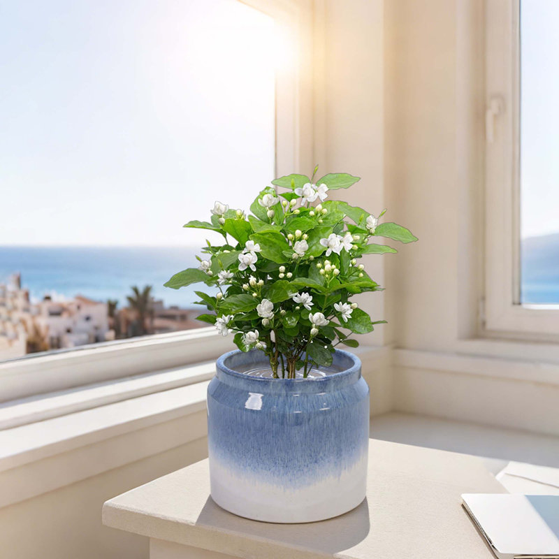 High-quality ceramic flower pots, White/Blue